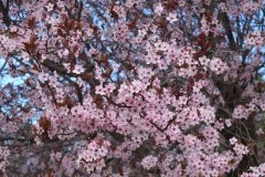 033-ostern